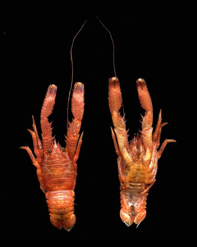 Galathea strigosa